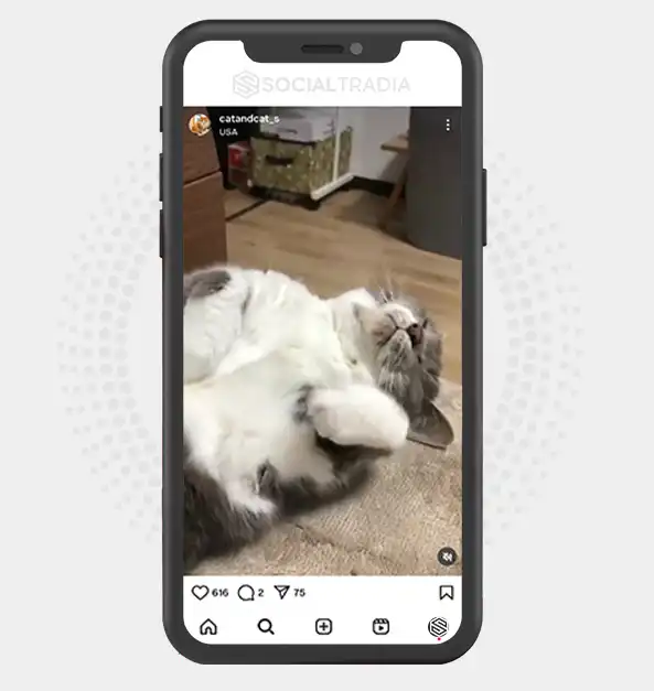 buy Instagram account catandcat_s (1.9 k Followers)