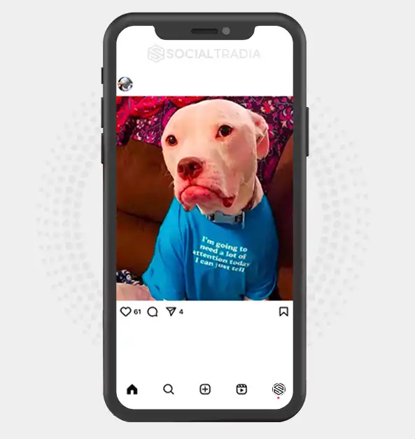 Instagram account Pitbull Mag (77.3 k Followers)