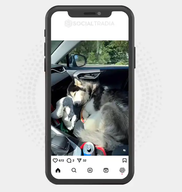 buy Instagram account Alaska Puppy (43.7 k Followers)