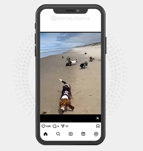 buy Instagram account Bassetdog Puppy (29.8 k Followers)