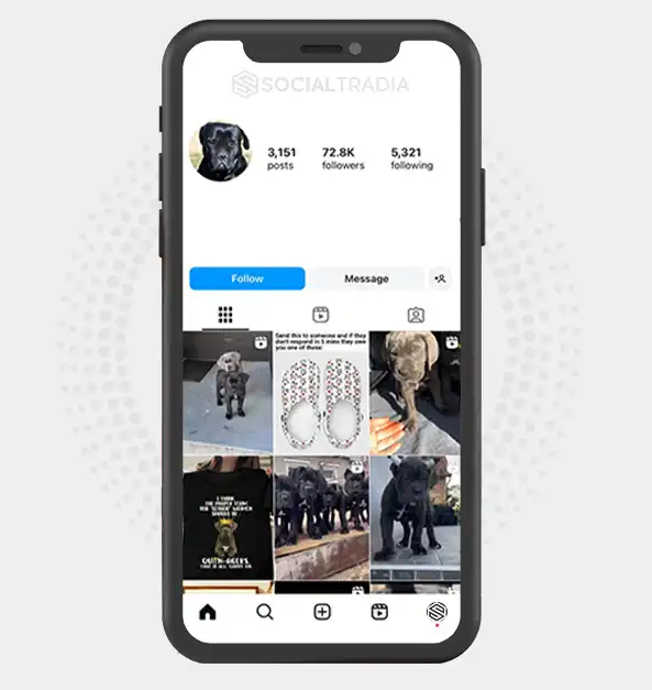 buy Instagram account Canecorso Doggy (72.8 k Followers)