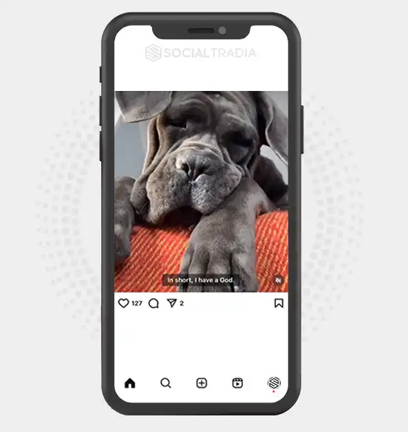 buy Instagram account Canecorso Doggy (72.8 k Followers)