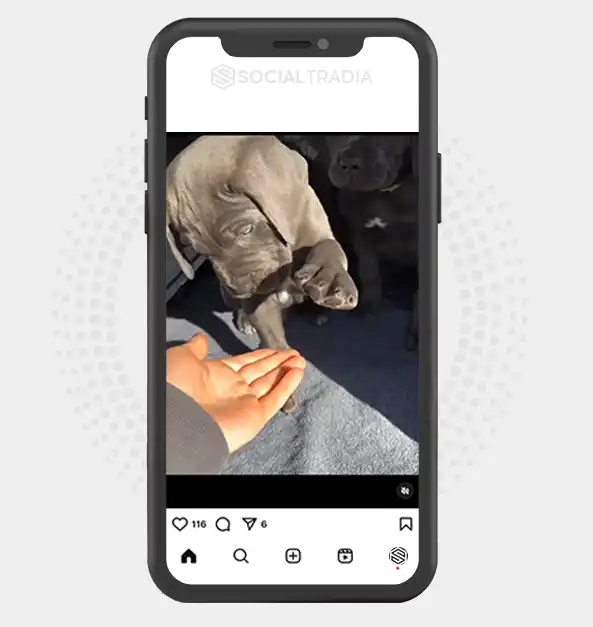 buy Instagram account Canecorso Doggy (72.8 k Followers)