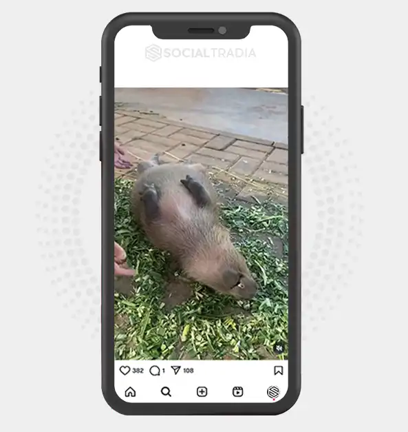 buy Instagram account Capybara Zoo (28.2 k Followers)
