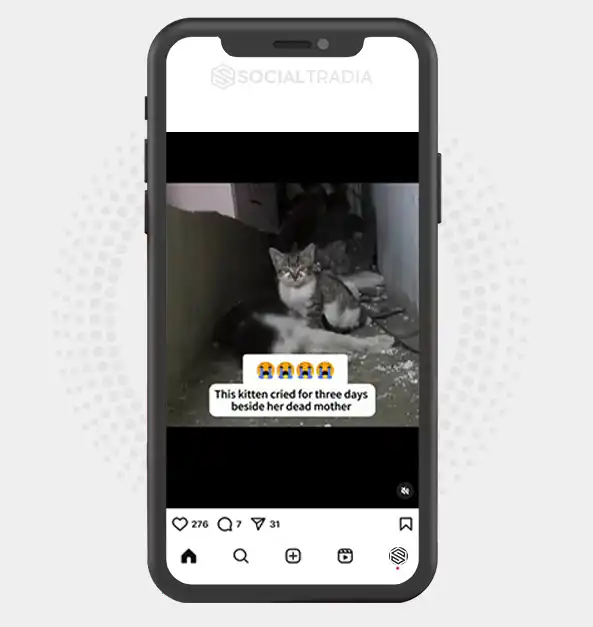 buy Instagram account catloversum (2 k Followers)