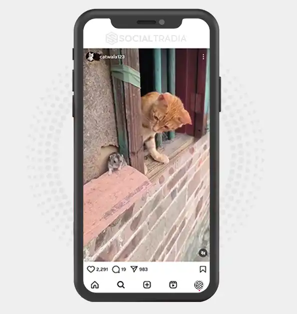 buy Instagram account catwala123 (2.1 k Followers)