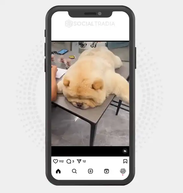buy Instagram account Chowchow Garden (20.4 k Followers)