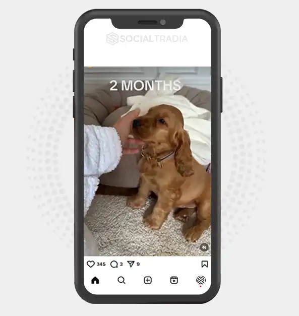 buy Instagram account CockerBreed (42.1 k Followers)