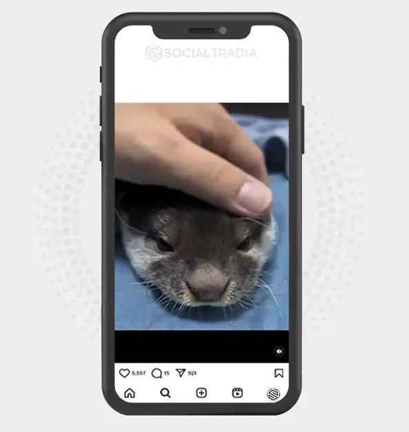 buy Instagram account Otter Shelter (268 k Followers)