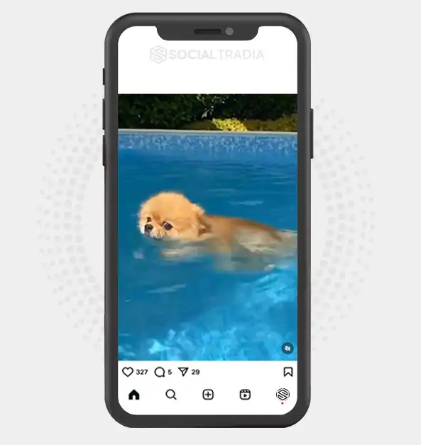 buy Instagram account PomeranianBreed (35.3 k Followers)