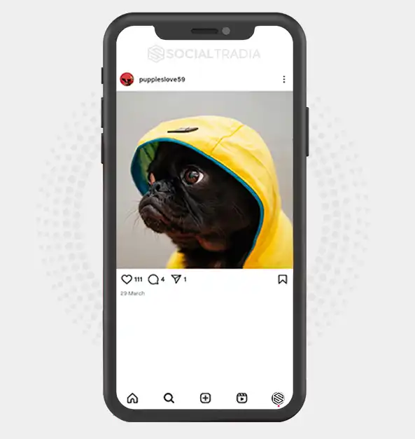 buy Instagram account puppieslove59 (2.1 k Followers)