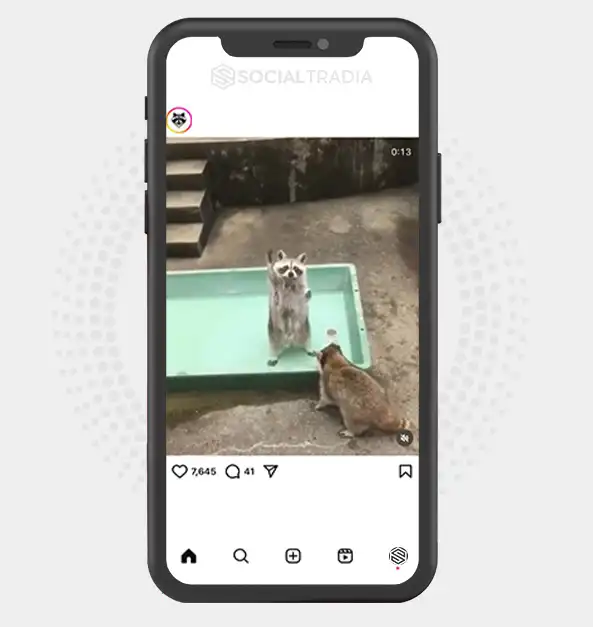 buy Instagram account RaccoonLab (47.2 k Followers)