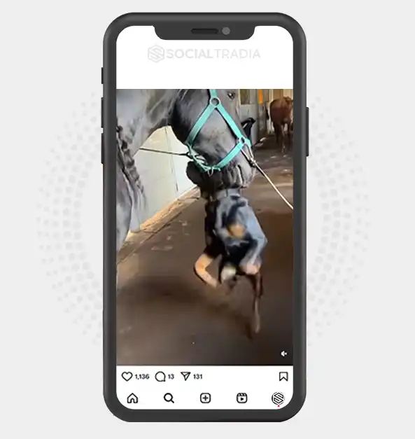 buy Instagram account Rottweilers Yard (51.4 k Followers)