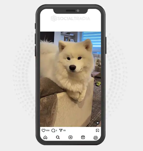 buy Instagram account Samoyed Dogs (26.5 k Followers)