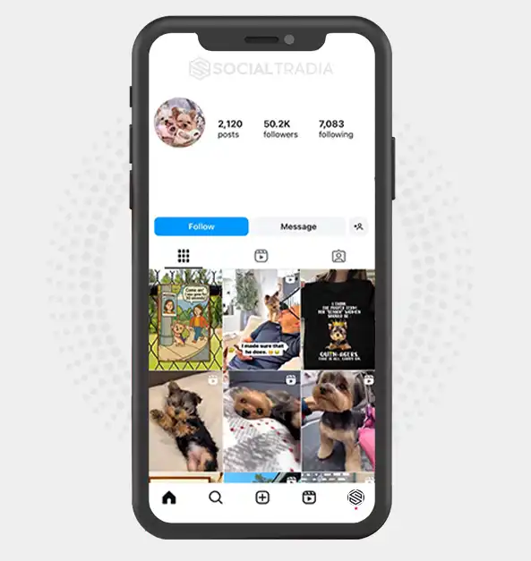 buy Instagram account Yorkshire Pets (50.2 k Followers)