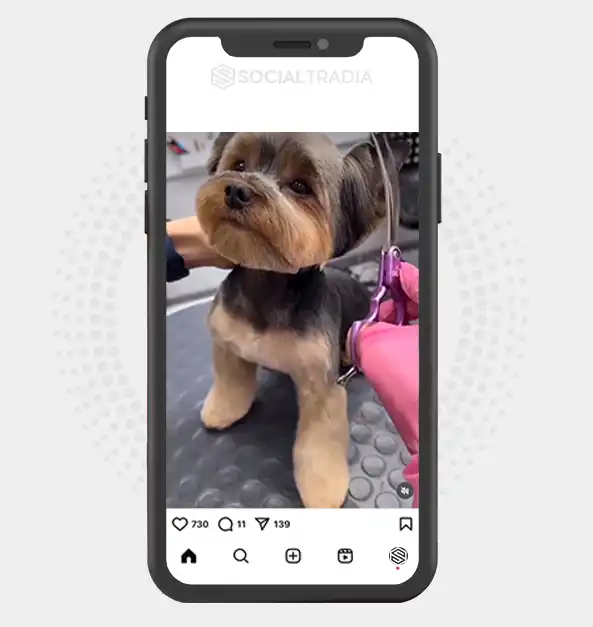 buy Instagram account Yorkshire Pets (50.2 k Followers)