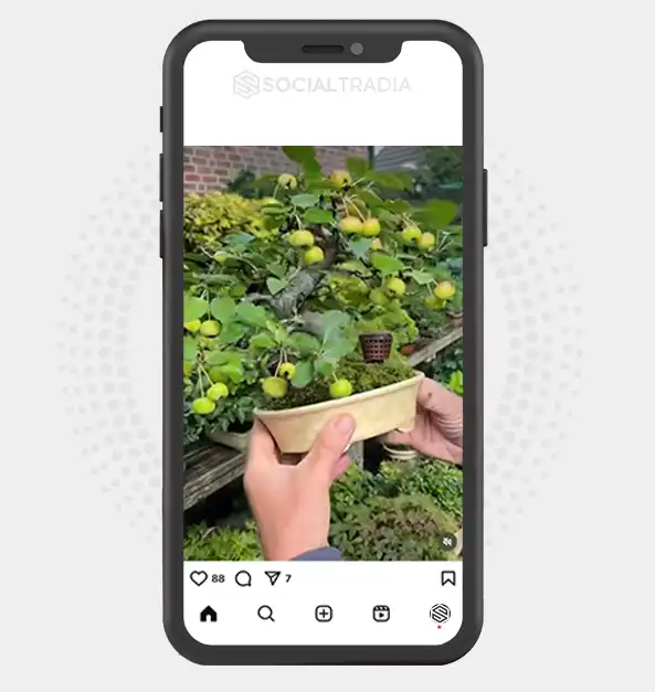 buy Instagram account Bonsai Green (3.1 k Followers)