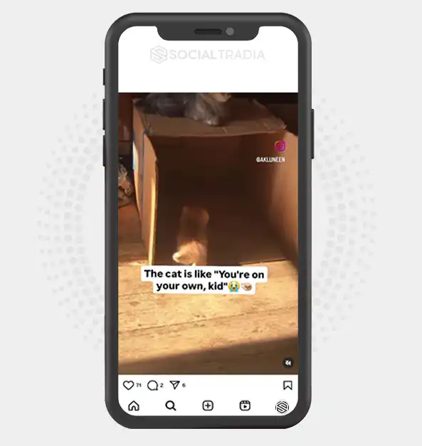 buy Instagram account feline__meowes (3 k Followers)