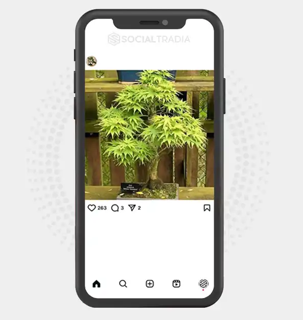 buy Instagram account Bonsai Vase (2.2 k Followers)