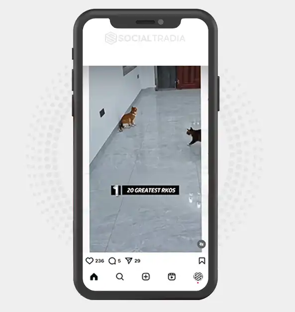 buy Instagram account cat_world005 (2.1 k Followers)