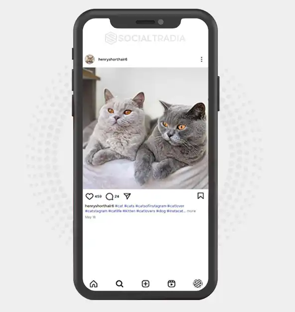 buy Instagram account henryshorthair6 (2 k Followers)