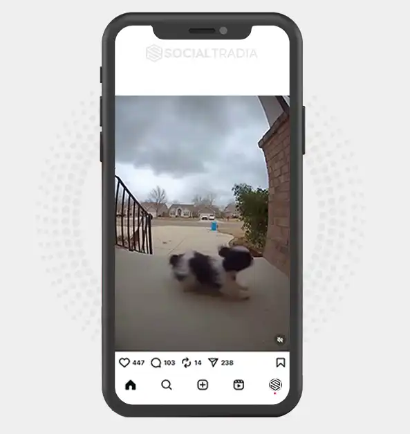 buy Instagram account Puppy Club (39.7 k Followers)