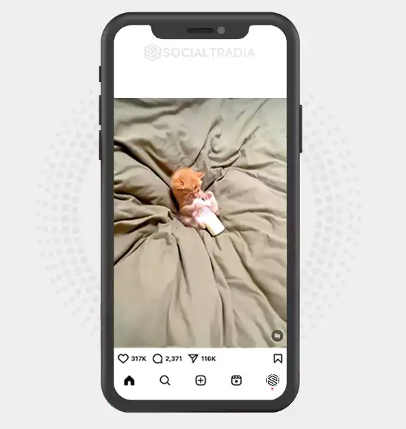 buy Instagram account Viral Kittens (24.1 k Followers)