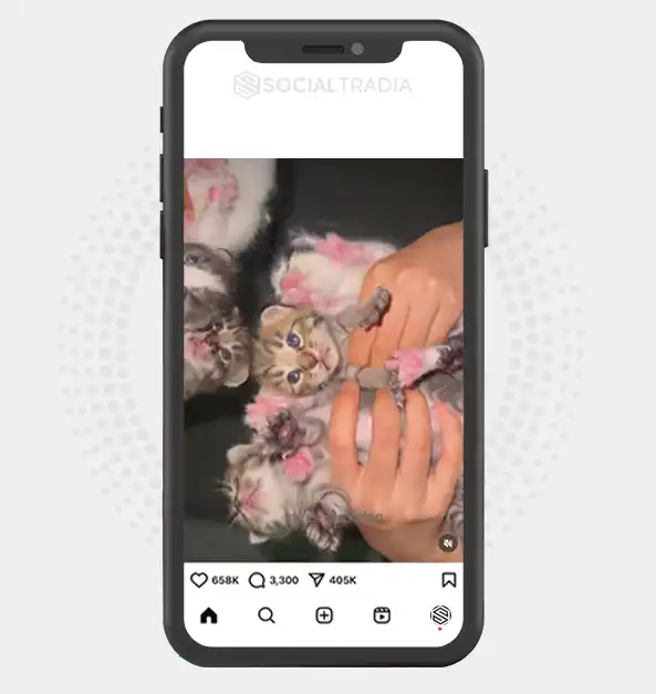 buy Instagram account Viral Kittens (24.1 k Followers) buy Instagram account Viral Kittens (24.1 k Followers)