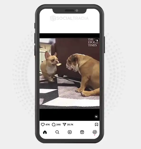buy Instagram account bulldog.lover001 (2.3 k Followers)