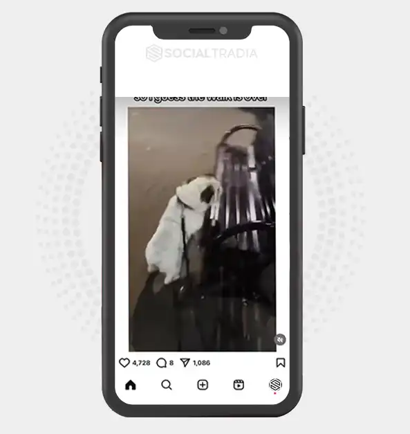 buy Instagram account bulldog.lover001 (2.3 k Followers) buy Instagram account bulldog.lover001 (2.3 k Followers)