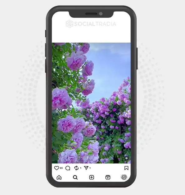 buy Instagram account Nature Whisper (2.2 k Followers)
