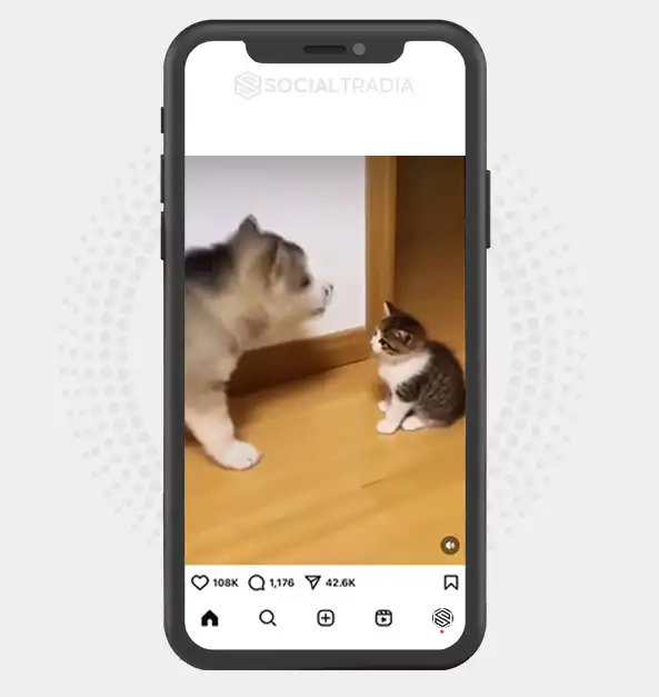 buy Instagram account Cat Lifestyle (33.3 k Followers)