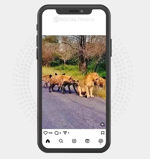 buy Instagram account Wildlife Corner (19.4 k Followers)