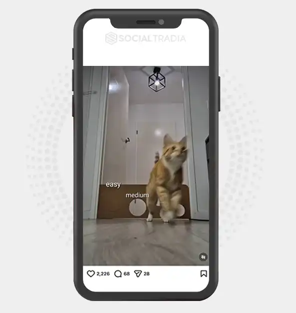 buy Instagram account cat.loverr001 (4.1 k Followers)