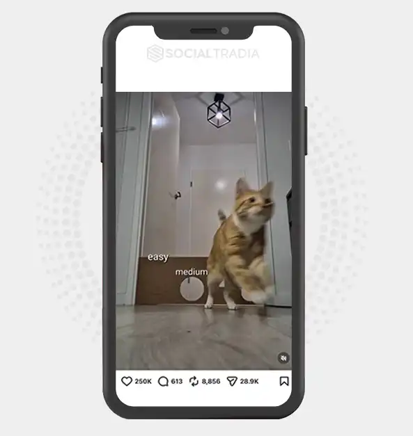 buy Instagram account catsbeauty915 (3.7 k Followers)