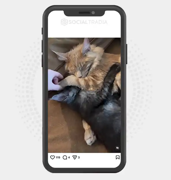 buy Instagram account CatsHere (73.8 k Followers)