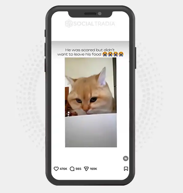 buy Instagram account CuteCats (24.6k Followers)
