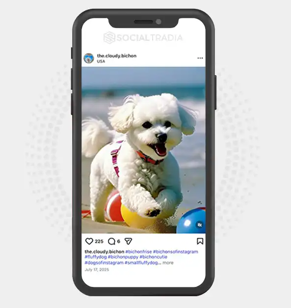 buy Instagram account the.cloudy.bichon (2k Followers)