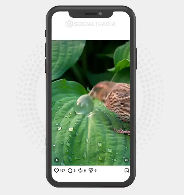 buy Instagram account Leaf Lens (2.6k Followers)