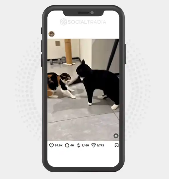 buy Instagram account cutekittylover_ (4.4k Followers)