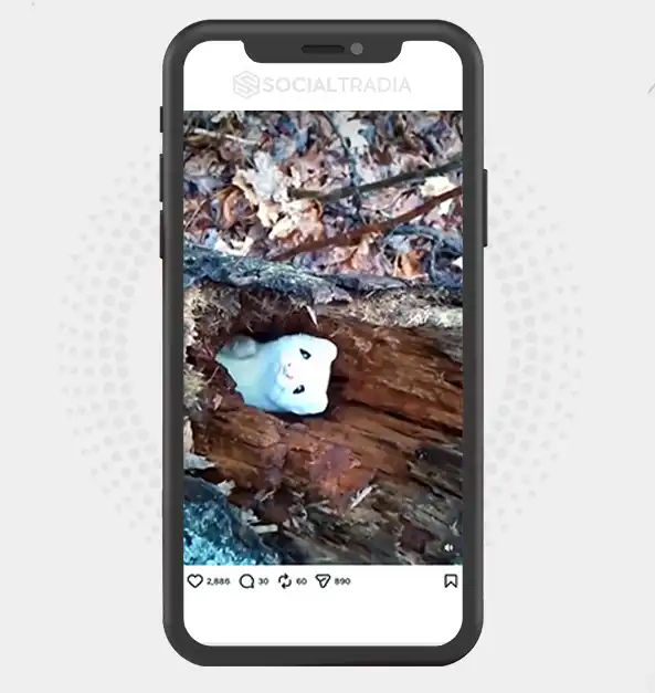 buy Instagram account EcoLife (467k Followers) buy Instagram account EcoLife (467k Followers)