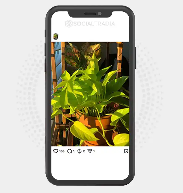 buy Instagram account Plant Inspiration (3.4k Followers)