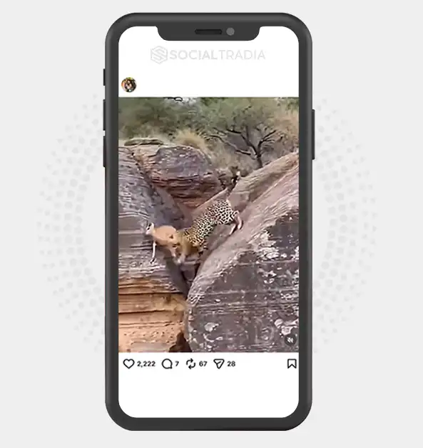buy Instagram account wildverseanimal (11.3k Followers)