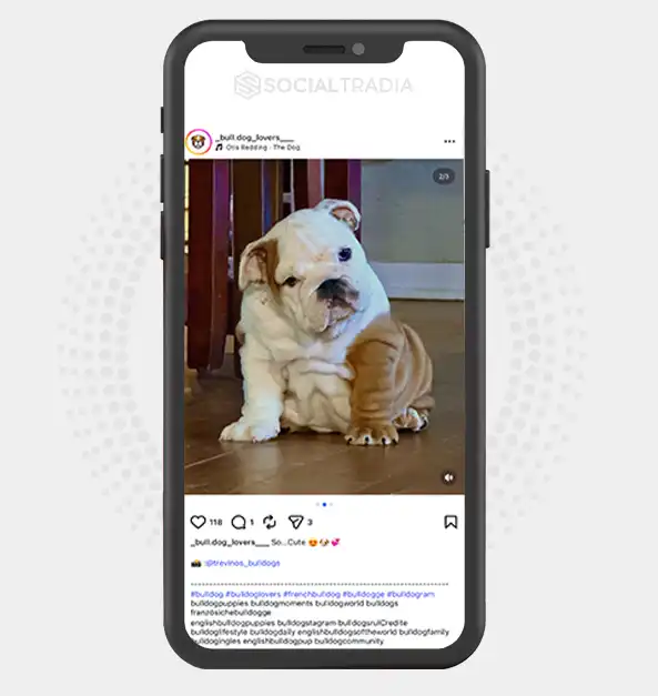 buy Instagram account _bull.dog_lovers___ (2.7k Followers)