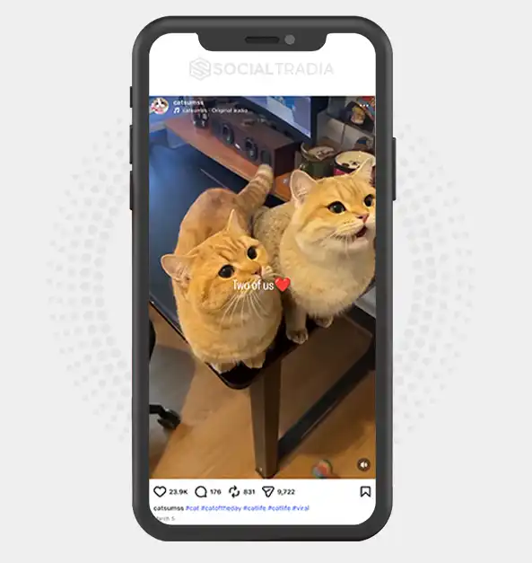 buy Instagram account catsumss (3.1k Followers)