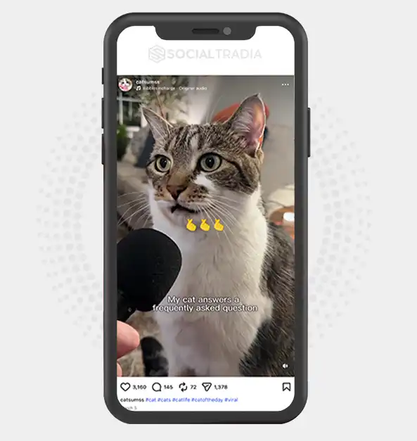 buy Instagram account catsumss (3.1k Followers)