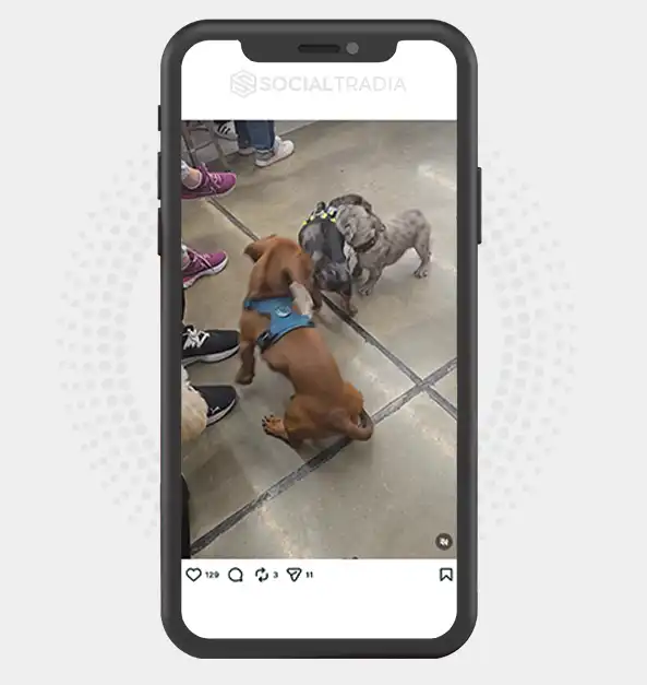 buy Instagram account Dachshund Diaries (23.8k Followers) buy Instagram account Dachshund Diaries (23.8k Followers)