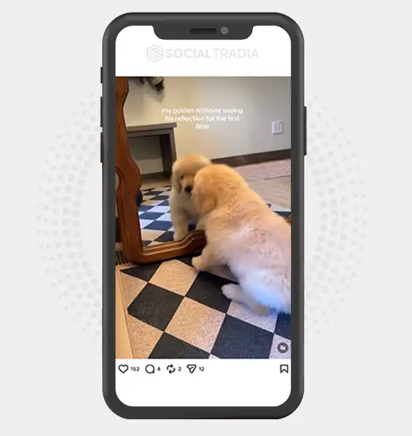 buy Instagram account Golden Retriever (41k Followers)