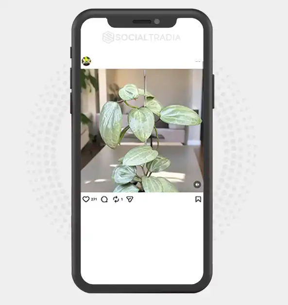 buy Instagram account LeafLife (2.4k Followers)