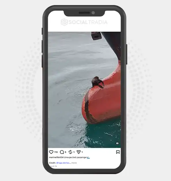 buy Instagram account marinelife434 (2.1k Followers)